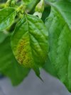Befall-Blatt-3.jpg