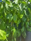 IMG_8518.jpeg