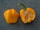 scotch_bonnet_tfm_19082023.jpg
