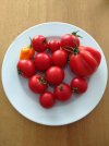 tomaten_26082023.jpg