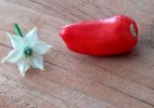 bago_22092023_bluete_frucht.jpg
