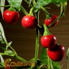 Aji Cereza