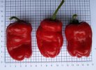 20180922_154118-Doppelfrucht-klein.jpg