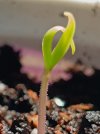 2023-03-11 Zebrange.jpg