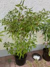 IMG_5578.jpeg