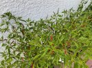 IMG_5580.jpeg