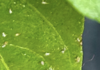 IMG_6179.png