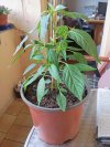 IMG_20240604_201715.jpg