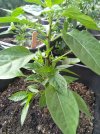takanotsume_07062024.jpg