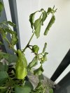 IMG_0094.JPEG