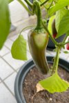 chilli01.jpg