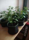 C Aji Mochero 1 15.12.24.jpg