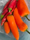 Scharf_4_Paprika.jpg
