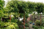 Tuin Mei (3).JPG