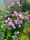 IMG_0447.jpeg