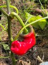 IMG_5194.jpeg