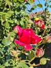 IMG_20250612_175144.jpg
