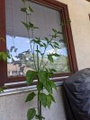 PXL_20250619_112227846.jpg