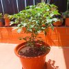 2025-06-21 Biquinho Amarelo 1.jpg