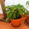 2025-06-21 Aji Margariteno - Terrasse.jpg