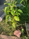 IMG_1715.jpeg