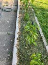 IMG_1719.jpeg