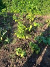 IMG_1722.jpeg