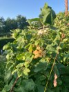 IMG_1726.jpeg
