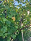 IMG_1727.jpeg