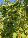 IMG_1733.jpeg