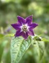 IMG_0935.jpeg