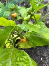 IMG_5597.jpeg