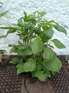 2025-06-25 Rosenchili im Beet.jpg