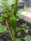 2025-06-25 Snack-Paprika rot.jpg