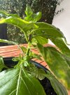 IMG_0694.jpeg
