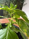 IMG_0695.jpeg