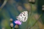 Polish_20250628_122903478.jpg
