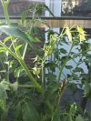 Tomaten Juni 27.jpg