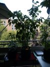 IMG_20250630_122819_275.jpg