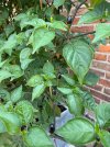 IMG_5274.jpeg