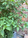 IMG_5276.jpeg