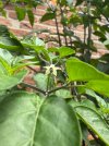 IMG_5284.jpeg