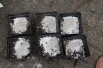 prepare soil Chilli.JPG