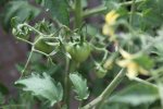 Tomaten Vruchten.JPG