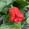 chili_seeds_dragon_s_breath__17383.jpg