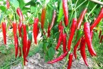 Peperoni-Rot-Tricolor.jpg