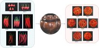 Guiding chili variety selection for Zao chili in Guizhou: Based on a systematic study of sensory, physicochemical, and volatile characteristics