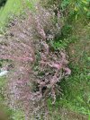 IMG_20250808_181901.jpg