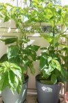 DSC00635.jpg