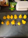 IMG_20250930_172802.jpg